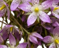 Swertia Japonica